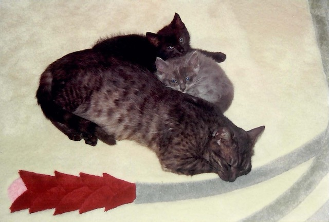 Ali, Bob and Oliver as kittens